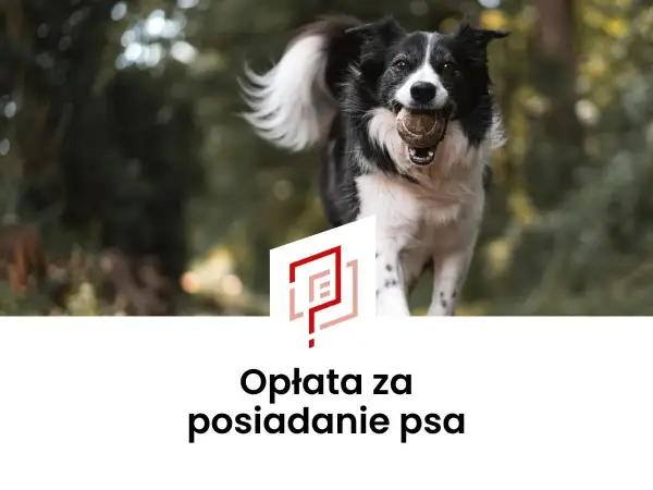 Podatek od psa - kto płaci i ile wynosi opłata?